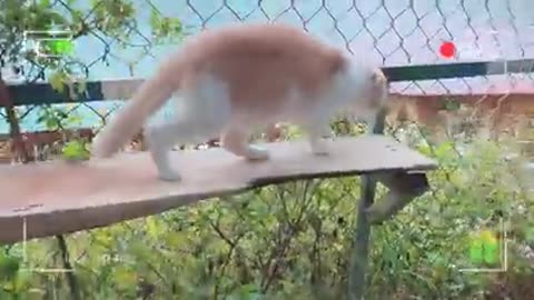 Animal funny video.