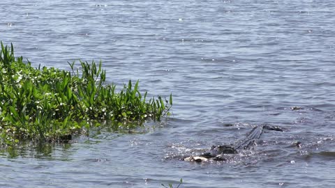 Catching a fish. Alligators in wild.