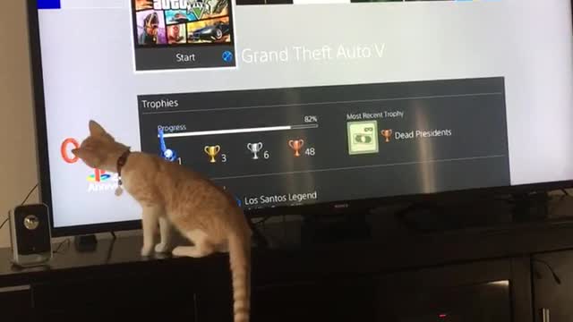 Cat watching tv and playing with shapes from television