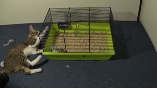 Small Cat Is Fascinated by Hamster Family