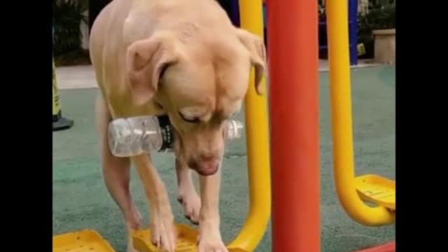 Dog funny vVideo Shorts