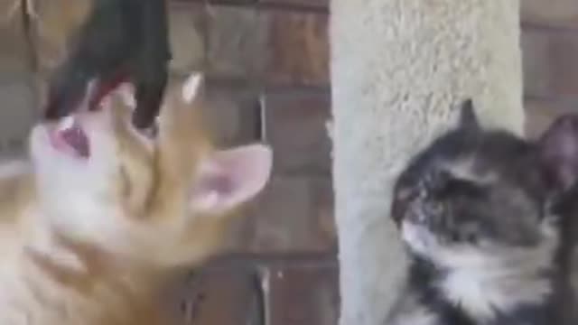 video and clips of cats dogs playing