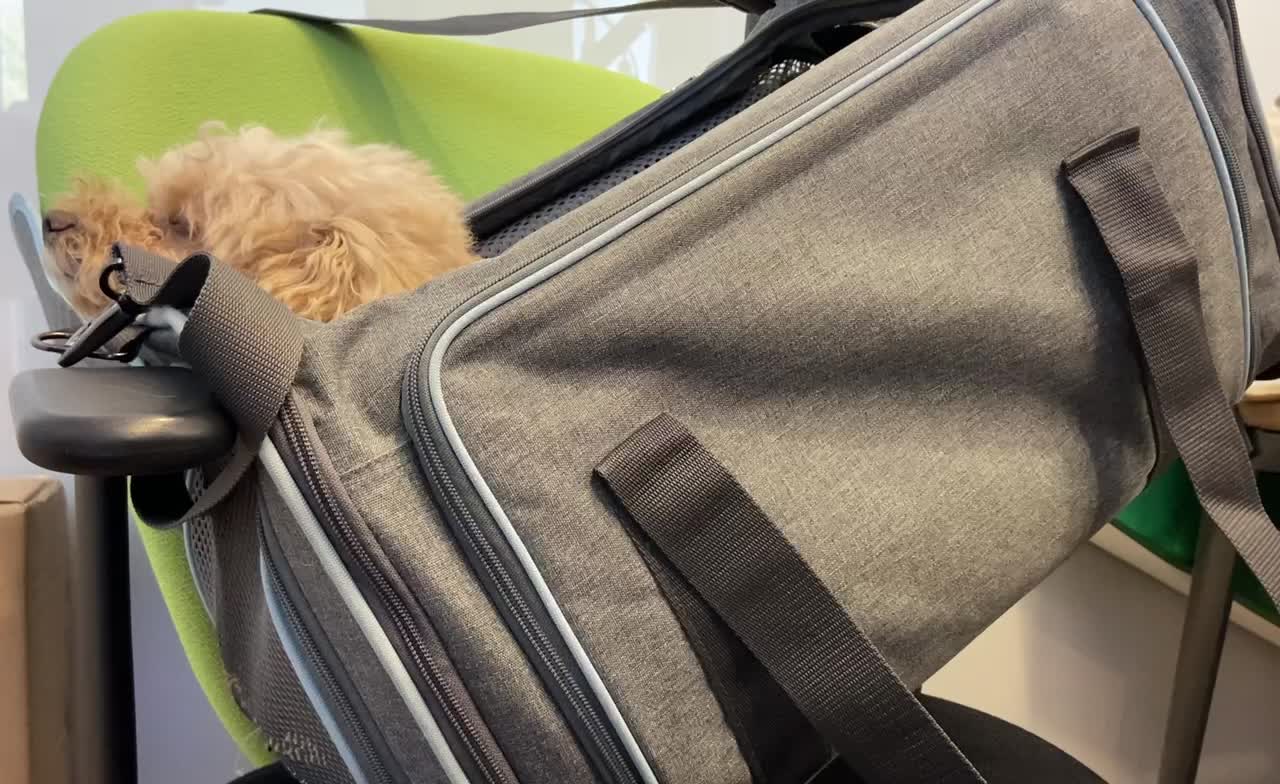 dog sleeping in a bag