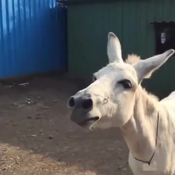 Maharashtra's Singing Donkey At Pune