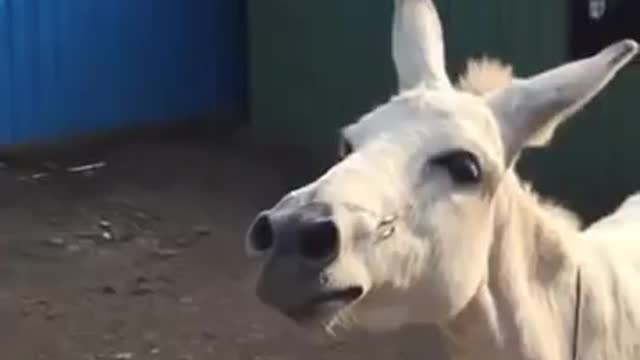 Maharashtra's Singing Donkey At Pune