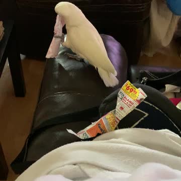 Mr bean gets in my bag