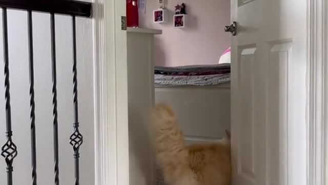 Cute and Funny Cat Videos Compilation - PART 14