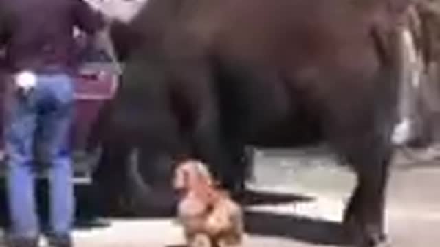 Funny Buffalo cat dog animals videos_