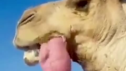 Make Face