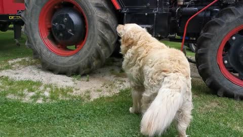Golden Retriever howling | Golden retriever playing with football | dog Love