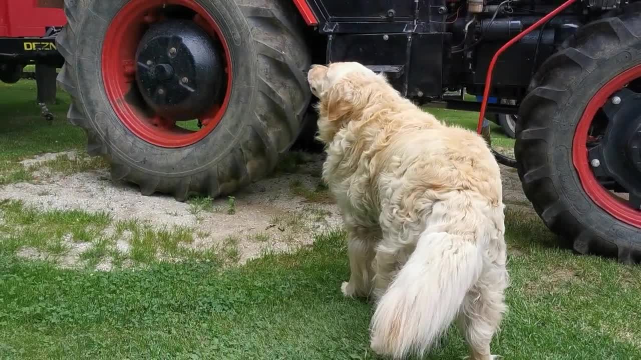 Golden Retriever howling | Golden retriever playing with football | dog Love