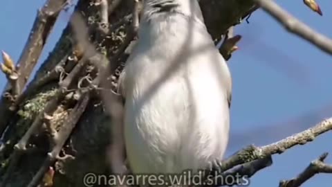 They're really lovely #shorts #shortvideo #video #virals #videoviral