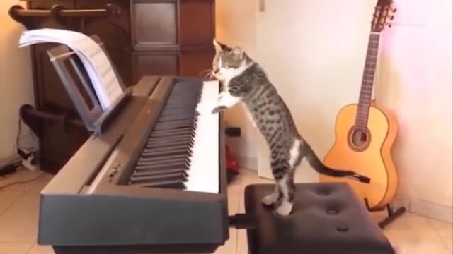 Funny Cat Playing Piano