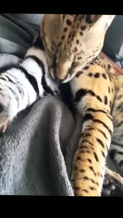 Cats and dogs _ cats meowing _ cats funny videos #shorts