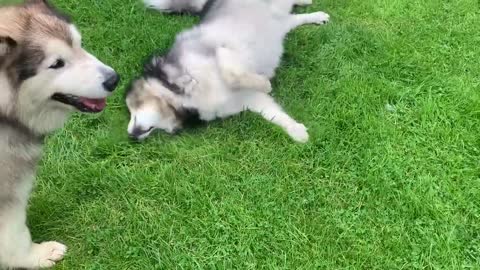 Alaskan Malamute Bath Time! Naughty Niko Rolled In Poo!-5