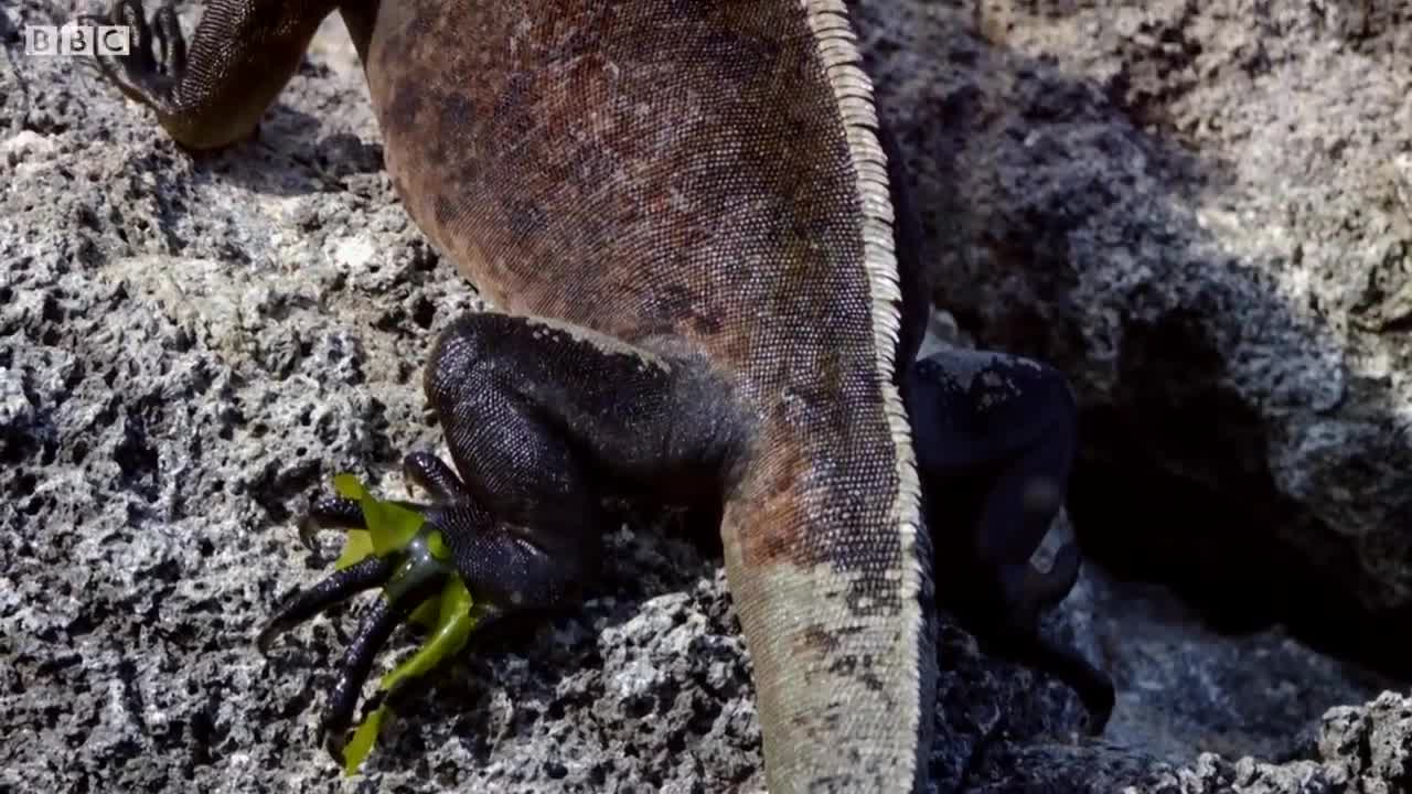 How Marine Iguanas are Surviving Climate Change | BBC Earth