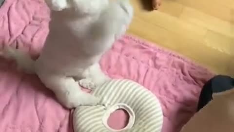 Cute Dog video _ dog shorts video _ dogs video _ puppy video #shorts