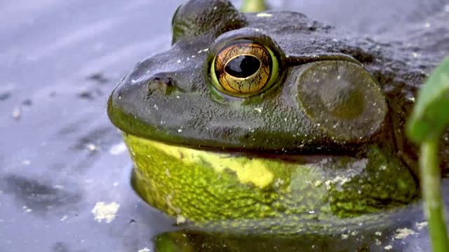 Toad buoy one of the most beautiful