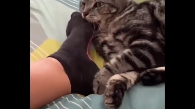 Laugh until you drop from these cats