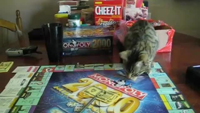 Cat plays monopoly