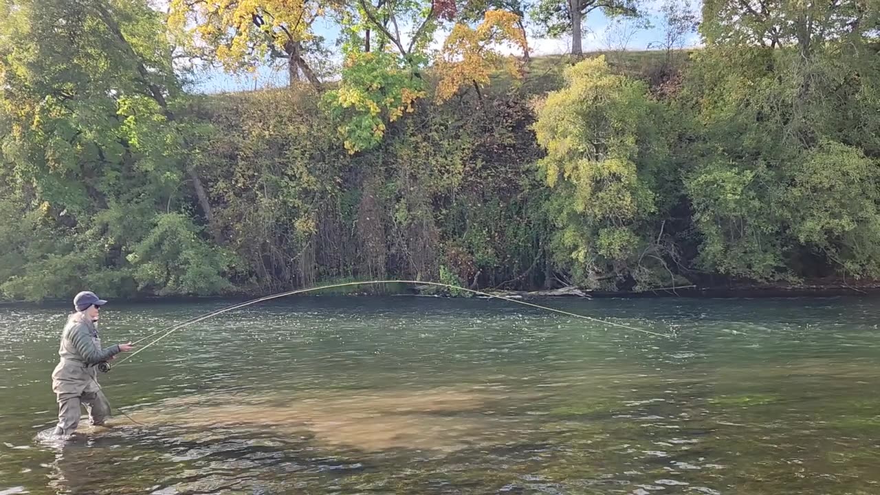 Steelhead Fight