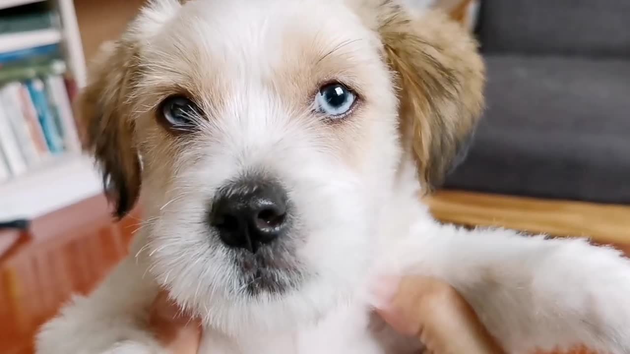 Yorkshire Terrier Puppy, cute pappy dancing with onwner