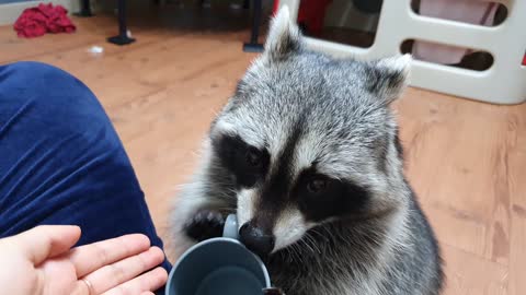 The raccoon has been eating its feed for less than 10 minutes, and it asks for it again.