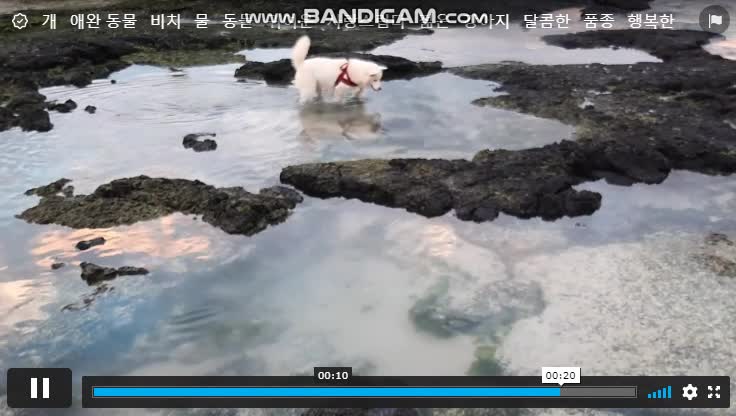 Puppy on the ice