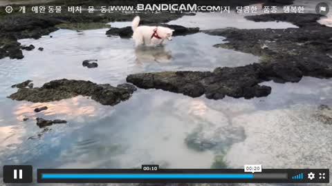 Puppy on the ice