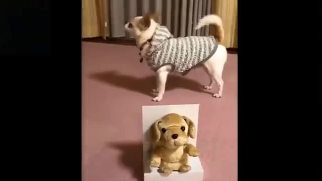 funny cute animals Opps !