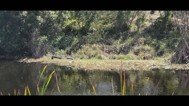 Sunbathing Gator