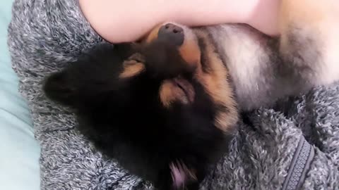 Puppy with eyes open, snoring and in a sweet sleep like honey