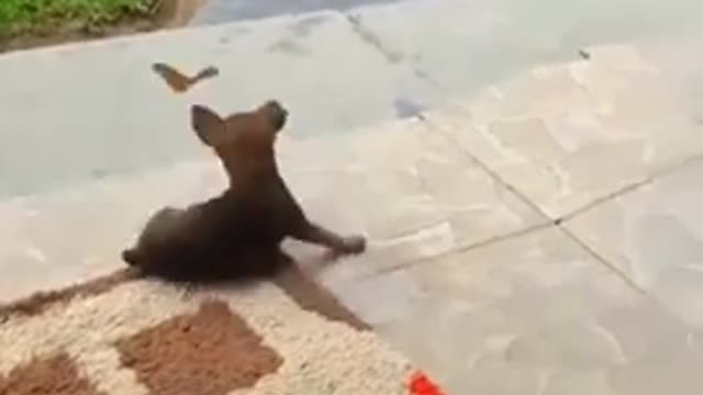 This Dog Loves His Owner So Much, They Could Be Brothers!#shorts #dog