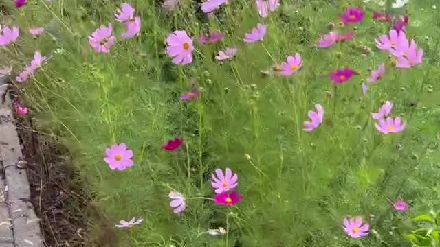 The flowers beside the road make people happy