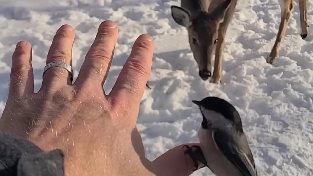 Deer loves humain