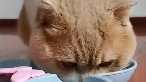 Cute cat eating food |