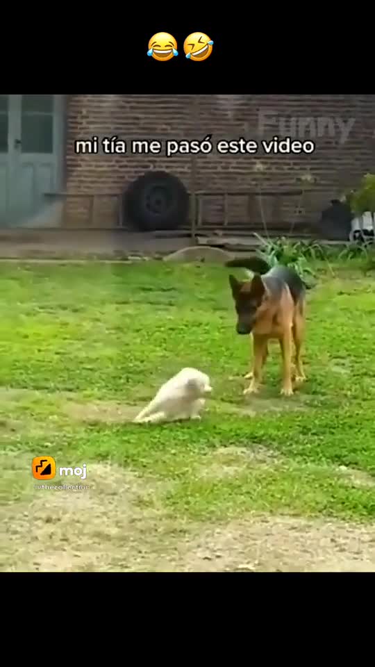 Funny Cat And Dog