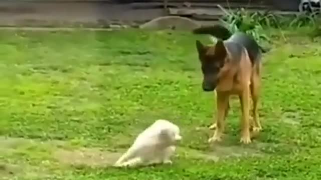 Funny Cat And Dog