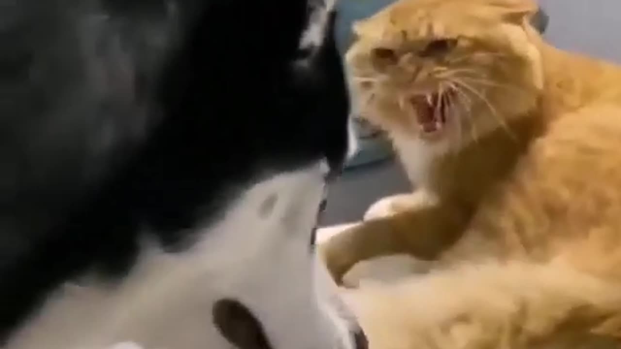 Cat and dog fighting