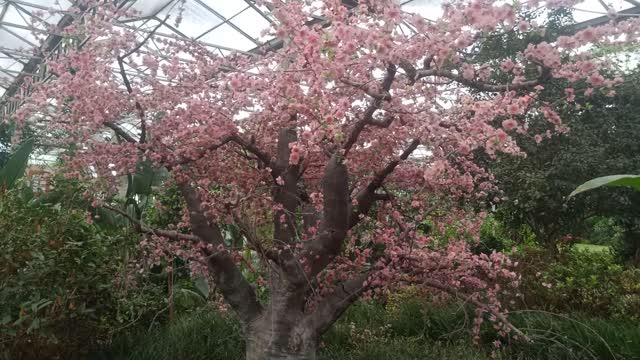 This tree is full of peach blossoms