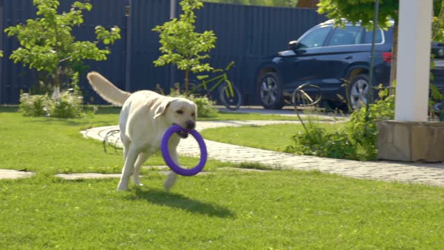 game dog
