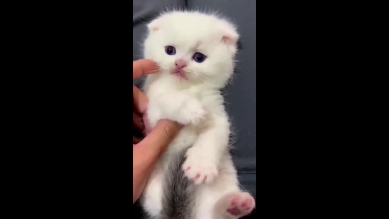 Cat video animal loverz