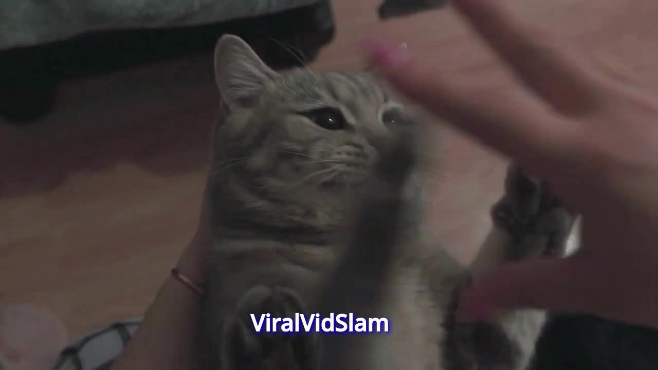 Cat Loves Fingers