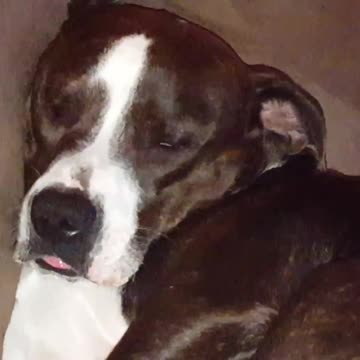 Sleepy Bruno the pitbull all comfy