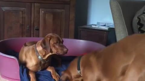 Brown dog pulling blue blanket from dog bed