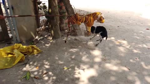 Wow Nice & funny Fake Tiger Pranks Dog