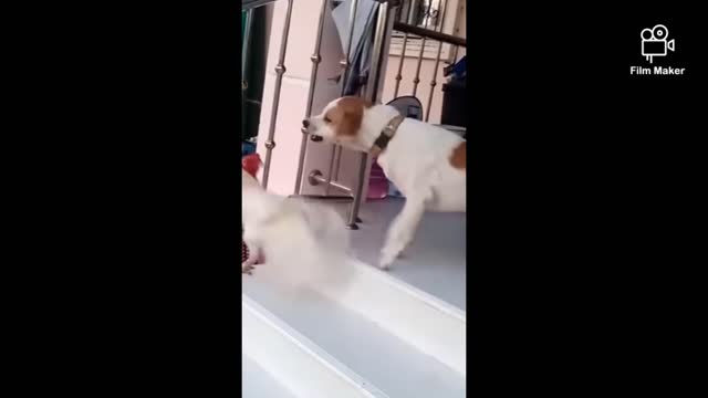 dog vs rooster