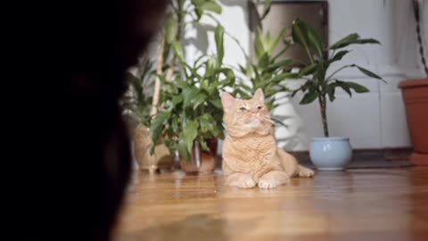 Amazing White Cat Run to Room