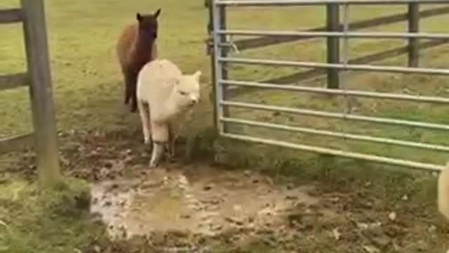 Alpacas Adorably Try to Jump Over Puddle