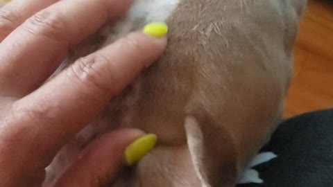 Love your pets